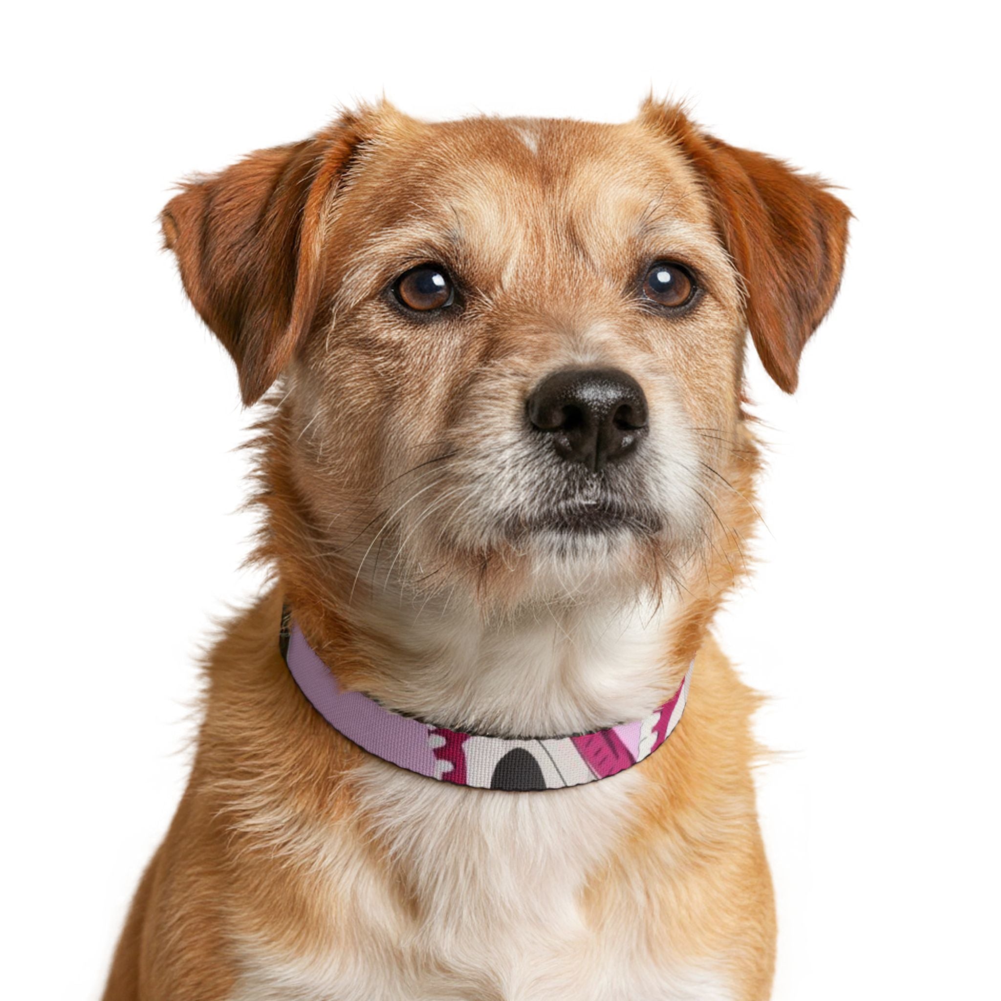 Clip-on Pet Collar